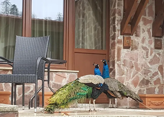 호텔 에스프리 브라쇼브